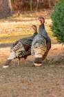 USA, Colorado, Loveland. Two female turkeys. Art Print